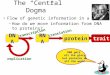The “Central Dogma” Flow of genetic information in a cell – How do we move information from DNA to proteins? transcription translation replication protein