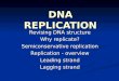 DNA REPLICATION Revising DNA structure Why replicate? Semiconservative replication Replication - overview Leading strand Lagging strand