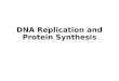 DNA Replication and Protein Synthesis. DNA Replication