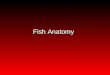 Fish Anatomy. Anatomy/Physiology Definition of terms: Anterior (cranial)toward the headAnterior (cranial)toward the head Posterior (caudal)toward the