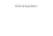 Animal Nutrition. 5 Basic Classes of Nutrients Water Energy Nutrients Proteins Minerals Vitamins