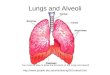 Lungs and Alveoli You must be able to draw the structure of the lungs and alveoli 