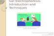 Gel Electrophoresis: Introduction and Techniques Martin Cole (isoelectric focusing), Mcolisi Dlamini, Faraz Khan April 18. 2012 Physics 200: Molecular
