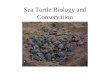 Sea Turtle Biology and Conservation. Sea Turtles in Mythology Turtles have long been revered in myths. Most Indian tribes see turtles as being sacred