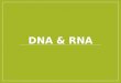 DNA & RNA. Objectives 3. Describe the structure of nucleic acids. 3.1 Describe the similarities and differences in the structure of DNA and RNA. 3.2 Describe