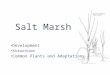 Salt Marsh Development Structure Common Plants and Adaptations
