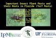 Important Insect Plant Pests and their Hosts in Florida (Turf Pests) Kirk W. Martin CBSP USDA-National Needs Fellow Graduate Student-University of Florida