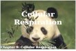 Chapter 9: Cellular Respiration Cellular Respiration