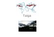 Taiga. Russian word for Forest largest biome in the world. It stretches over Eurasia and North America. located near the top of the world, just below