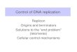 Control of DNA replication Replicon Origins and terminators Solutions to the “end problem” (telomeres) Cellular control mechanisms