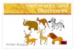 Carnivores, Herbivores, and Omnivores Amber Buggs