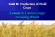 1 Unit D: Production of Field Crops Lesson 1: Cereal Crops: Growing Wheat