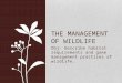 Obj- Describe habitat requirements and game management practices of wildlife. THE MANAGEMENT OF WILDLIFE