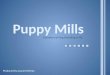 Puppy Mills Produced by Acacia Meehan Commercial Dog Breeding in NZ