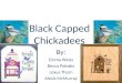 Black Capped Chickadees By: Emma Weiss Becca Polosky Lexus Thorn Alexis McMurray