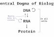 DNA RNA Protein Central Dogma of Biology Mostly only in viruses In all cells