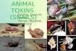 1 ANIMAL TOXINS (SNAILS) Cuyno, Joanna Marie Torno, Mylene III- BSCT Cuyno, Joanna Marie Torno, Mylene III- BSCT