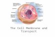 The Cell Membrane and Transport. A fluid mosaic with a double layer of phospholipids with embedded proteins. Jobs: Regulates exchange Creates a barrier