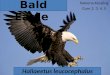 Kaleena Kessling Core 2, 3, 4, 5 Haliaeetus leucocephalus Bald Eagle