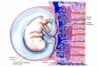 PLACENTAL FUNCTION Transfer of nutrients and waste products b\n the mother & fetus. RESPIRATORY EXCRETORY NUTRITIVE Produces or metabolizes the hormones