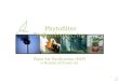 Plant Air Purification (PAP) A Breath of Fresh Air 1 Phytofilter Technologies, Inc