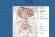 The Kidney. The kidneys are part of the urinary system and their job is to: – filter and cleanse the bloodstream of molecules like urea (waste product