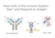 How Cells of the Immune System â€œSeeâ€‌ and Respond to Antigen Class I MHC Immunoglobulin