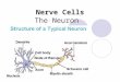 Nerve Cells The Neuron. Fun facts about neurons Most specialized cell in animals Longest cell:  blue whale neuron 10-30 meters  giraffe axon 5 meters