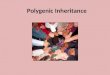 Polygenic Inheritance. Assessment Statements (objectives) 10.3.1 Define polygenic inheritance. 10.3.2 Explain that polygenic inheritance can contribute