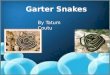 Garter Snakes By Tatum Coutu. Why are people afraid of snakes? Why are people so afraid of snakes if there are no poisonous in Rhode Island? Is it because
