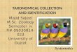 Majid Sajeel M.Sc. Zoology Semester_iv R# 09030814-023 University of Gujrat TAXONOMICAL COLLECTION AND IDENTIFICATION Systematics