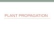 PLANT PROPAGATION Propagation The multiplication of a kind or species. Reproduction of a species