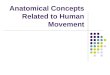 Anatomical Concepts Related to Human Movement. Course Content I.Introduction to the Course II.Biomechanical Concepts Related to Human Movement III.Anatomical