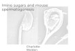 Charlotte Walden Imino sugars and mouse spermatogenesis