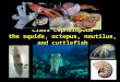 Class Cephalopoda the squids, octopus, nautilus, and cuttlefish Richard E. Young, Michael Vecchione and Katharina M. Mangold