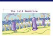 AP Biology 2007-2008 The Cell Membrane AP Biology Membrane Function  Outer plasma membrane  Forms a boundary between a living cell and its surroundings