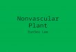 Nonvascular Plant EunSeo Lee. Nonvascular Plant definition A group of plants that do not have a vascular system(xylem and phloem) ☞ Xylem: a vascular