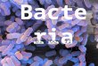 Bacteria Biology 11. Prokaryotic Cells Unicellular No nucleus No membrane-bound organelles Do contain DNA