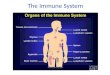 The Immune System History of Medicine 1857 1883 1928 1955 Today Germ Theory Louis Pasteur hypothesizes that disease is caused by small organisms