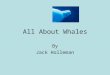 All About Whales By Jack Holleman. Time to eat A young calf drinks milk. Some whales eat fish and small sea animals. Some Whales eat with baleen. A lot