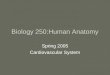 Biology 250:Human Anatomy Spring 2005 Cardiovascular System