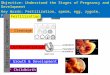 Objective: Understand the Stages of Pregnancy and Development Key Words: Fertilization, sperm, egg, zygote, Fallopian tubes  Fertilization  Cleavage