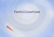 Fertilisation D. Crowley, 2007. Fertilisation To know what happens at fertilisation Monday, August 17, 2015