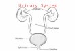 Urinary System. Kidney Transplant  IZc  IZc