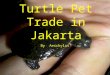 Turtle Pet Trade in Jakarta By Aeschylus. Indonesian turtles are very appreciated in the International pet trade, In addition to this Indonesia is importing