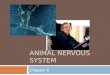 ANIMAL NERVOUS SYSTEM Chapter 6. Outline  Overview  CNS  PNS  Neurons: Structure and Function  Resting potential  Action potential  Muscle contraction