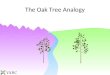 The Oak Tree Analogy. For the past year, these gardeners have been tending to their oak trees trying to maximize the height of the trees. Explaining the