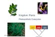 2006-2007 Kingdom Bacteria Kingdom Archaeabacteria Domaine Eukaryote Common ancestor Kingdom: Plants Photosynthetic Eukaryotes
