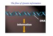 The flow of Genetic information. DNA Replication  DNA is a double-helical molecule  Watson and Crick Predicted Semi-conservative Replication of DNA