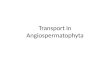 Transport in Angiospermatophyta. Outline of IS Leaf (tissue)